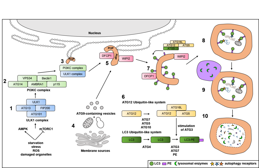 Autophagy pathway