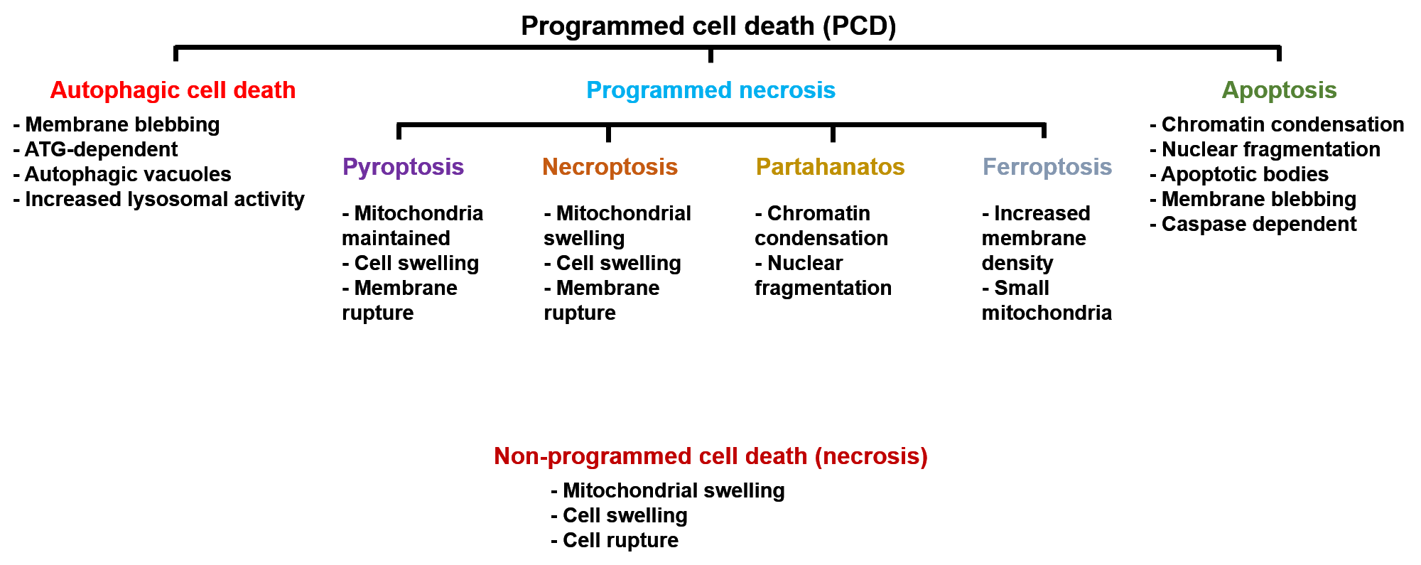 Cell death Dr. Sjoerd van Wijk Ubiquitination Autophagy Cell death