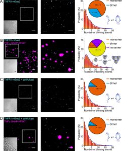 Weinelt Zafirlukast TNFR1 clustering PLAD