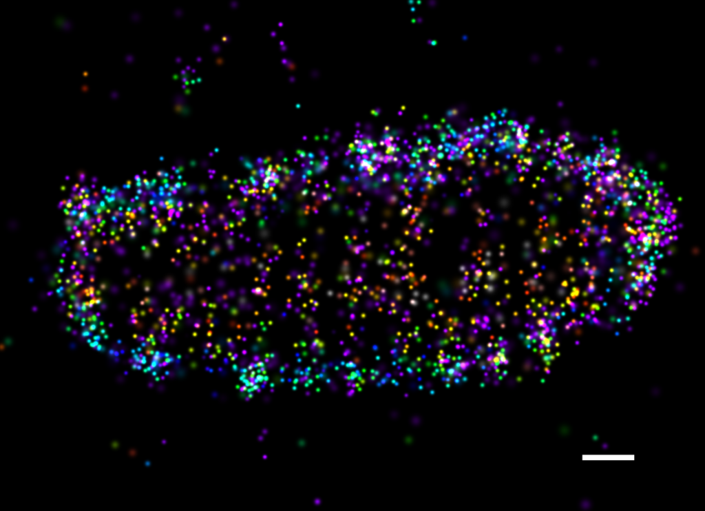 xenophagy Salmonella linear ubiquitin dSTORM